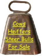 Cows
Heiffers
Steer Bulls
For Sale
